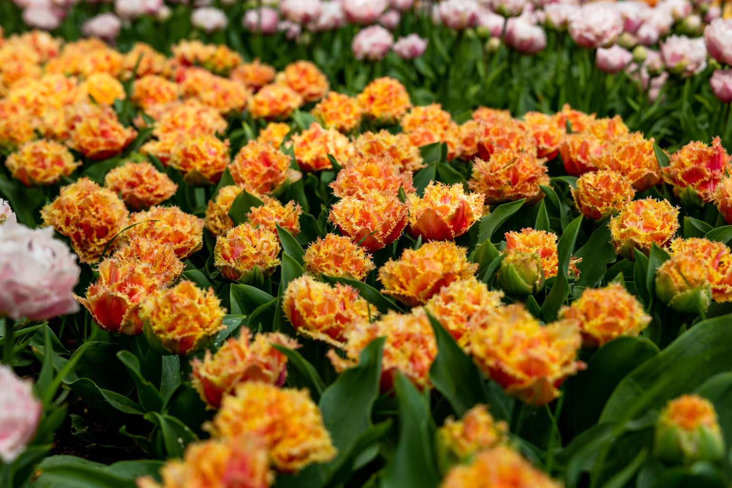 Tulpe 'Brisbane' - Tulipaner